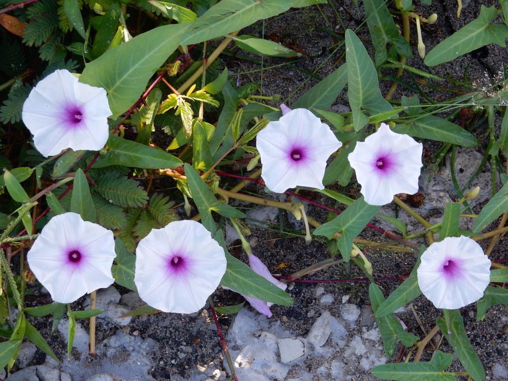 Ipomoea aquatica